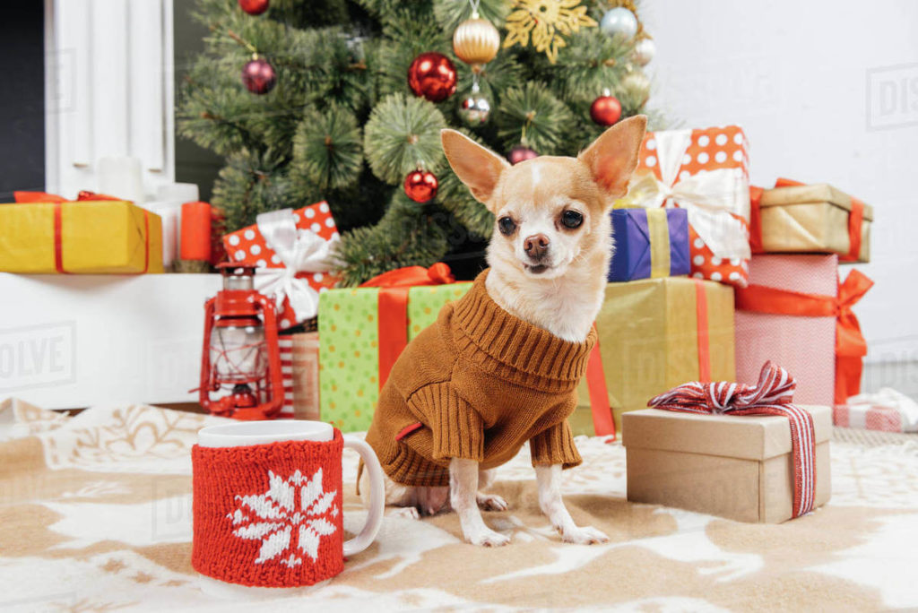 Dog Christmas Presents