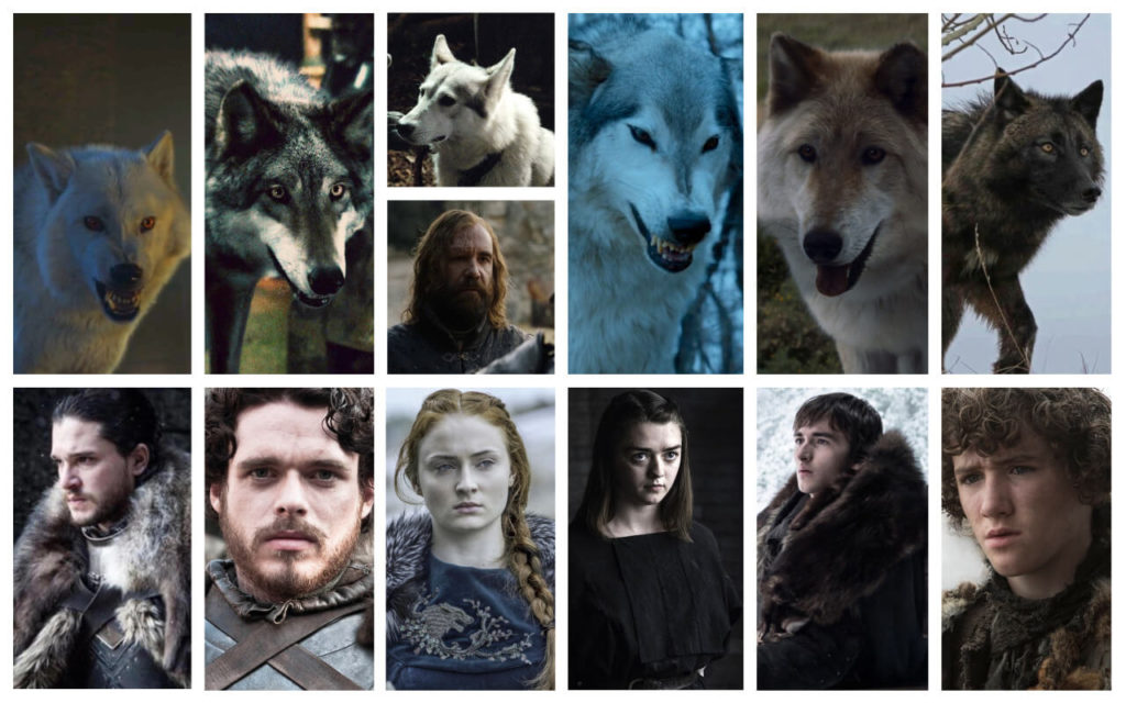 Wolf Or Dog? – A Reality Of Game Of Thrones Dire Wolves Revealed 