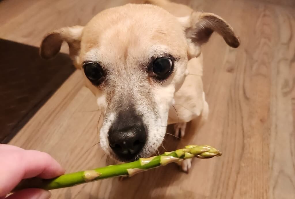 Benefits of Asparagus for Dogs