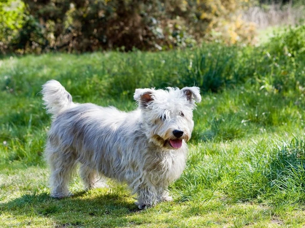 Health and Care of Glen of Imaal Terrier