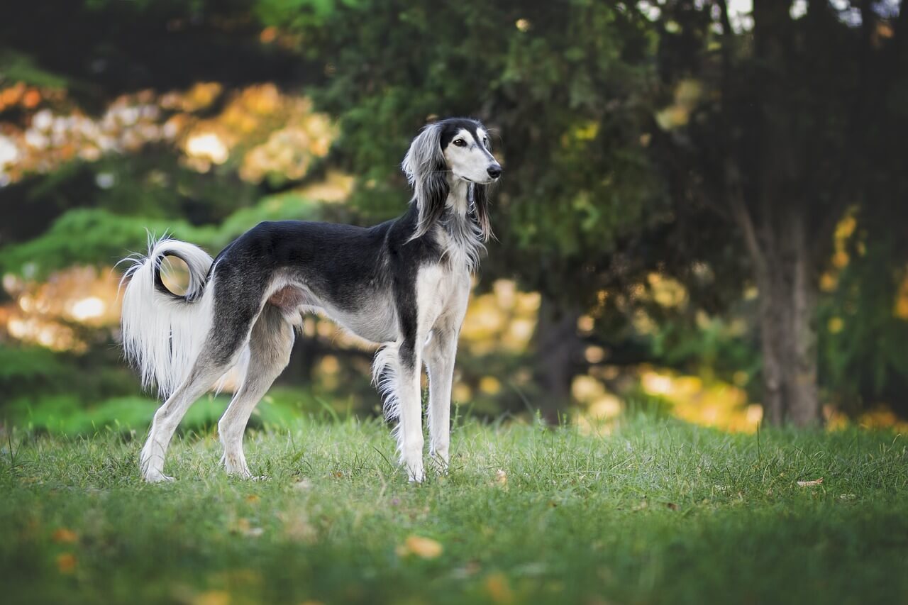 A Royal and Loyal Pet of Saluki Dog Breed