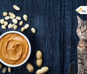 can cat eat peanut butter