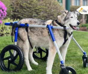 Best Dog Wheelchair