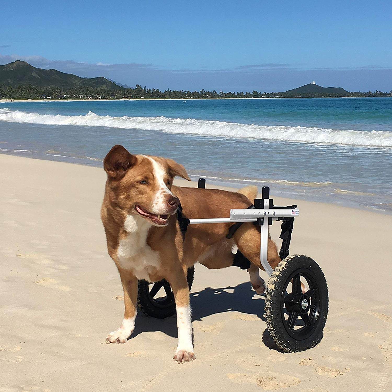 Best Dog Wheelchair