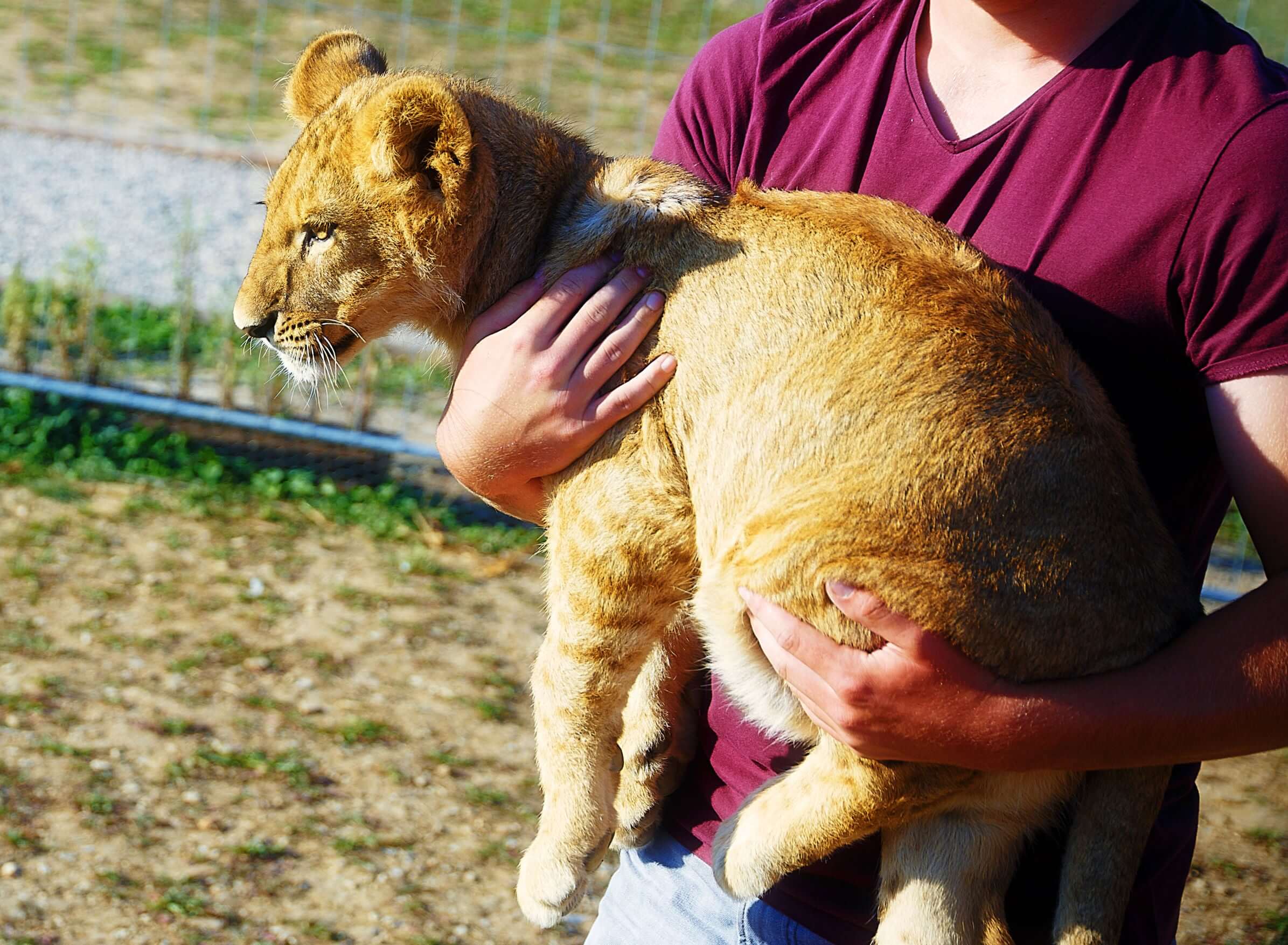 lion cub petting