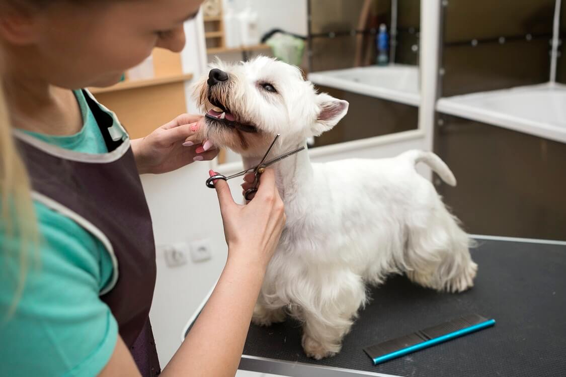 Many Firsts in dog grooming