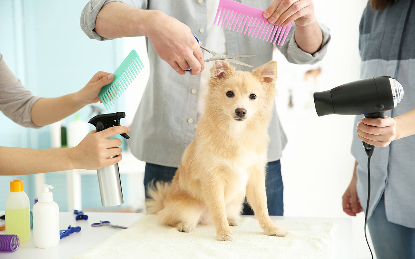 A Birthday Gift to dog by grooming