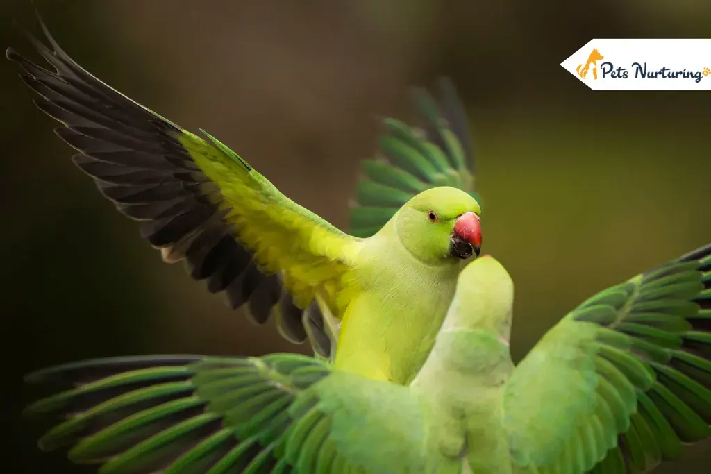 how long do parakeets lives