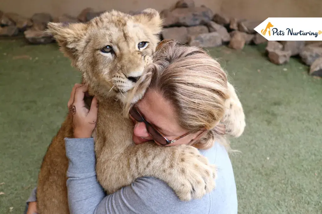 lion cub pettings