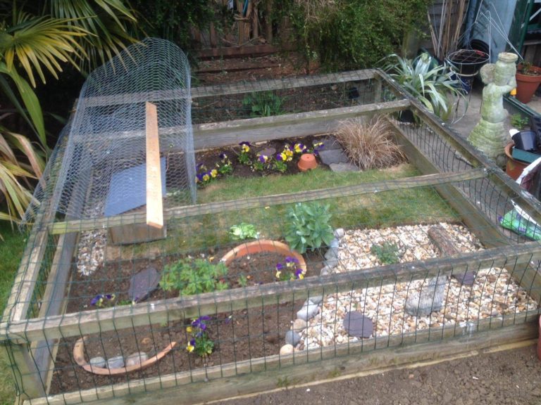 How to Set Up a Tortoise Enclosure: A Step by Step Guide | Pets Nurturing