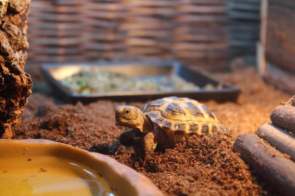 Keep Space Clean of tortoise enclosure