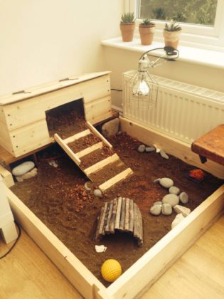 How to Set Up a Tortoise Enclosure: A Step by Step Guide | Pets Nurturing