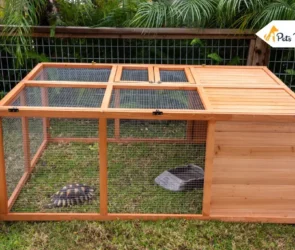 tortoise enclosures