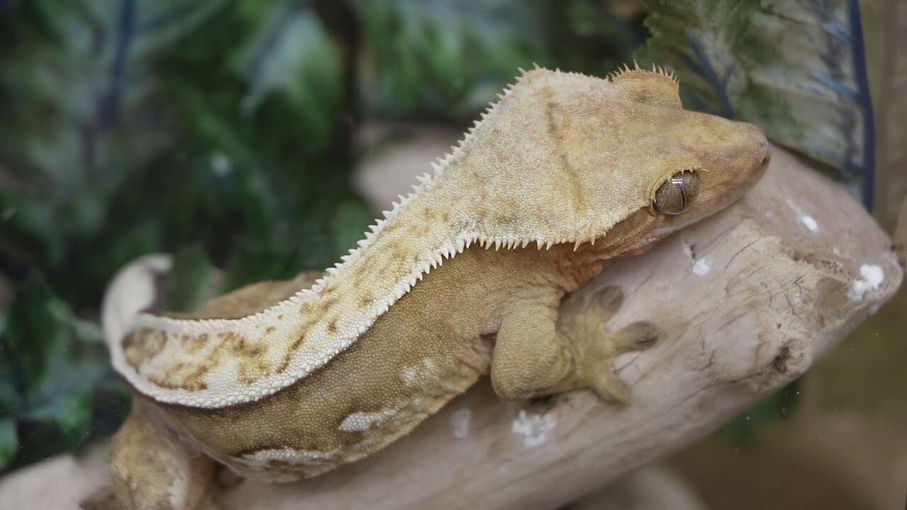 Crested Gecko: types of geckos 