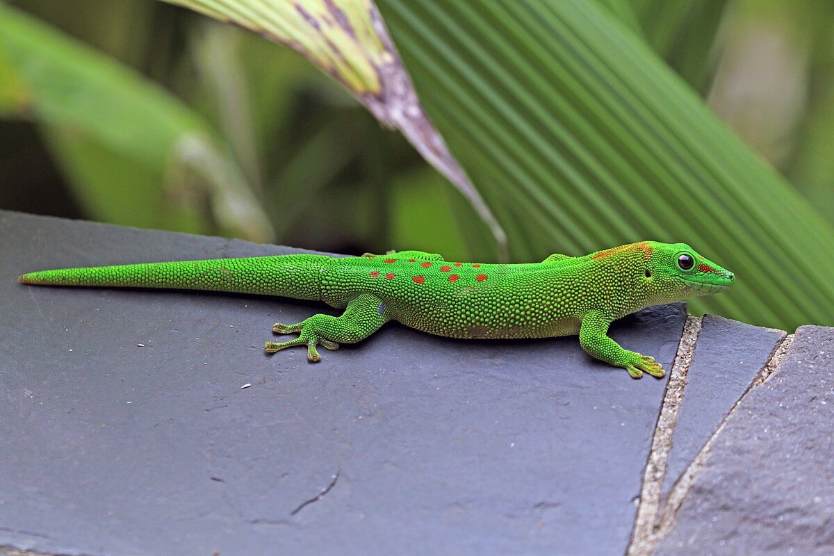 Day Gecko: types of geckos 