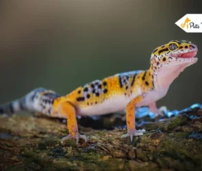 Types Of Gecko