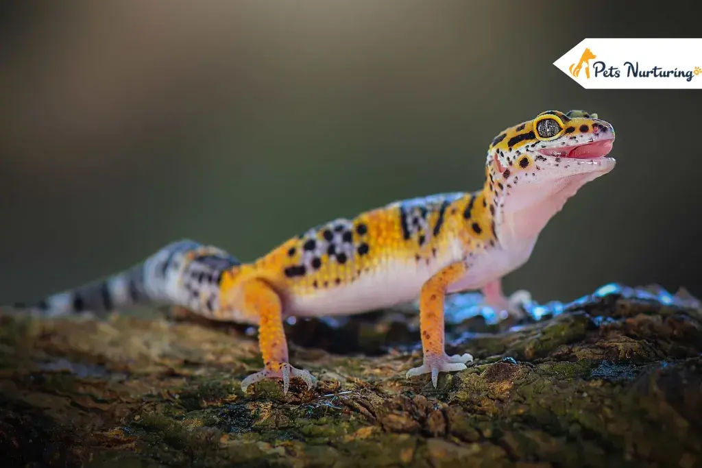 Types Of Gecko