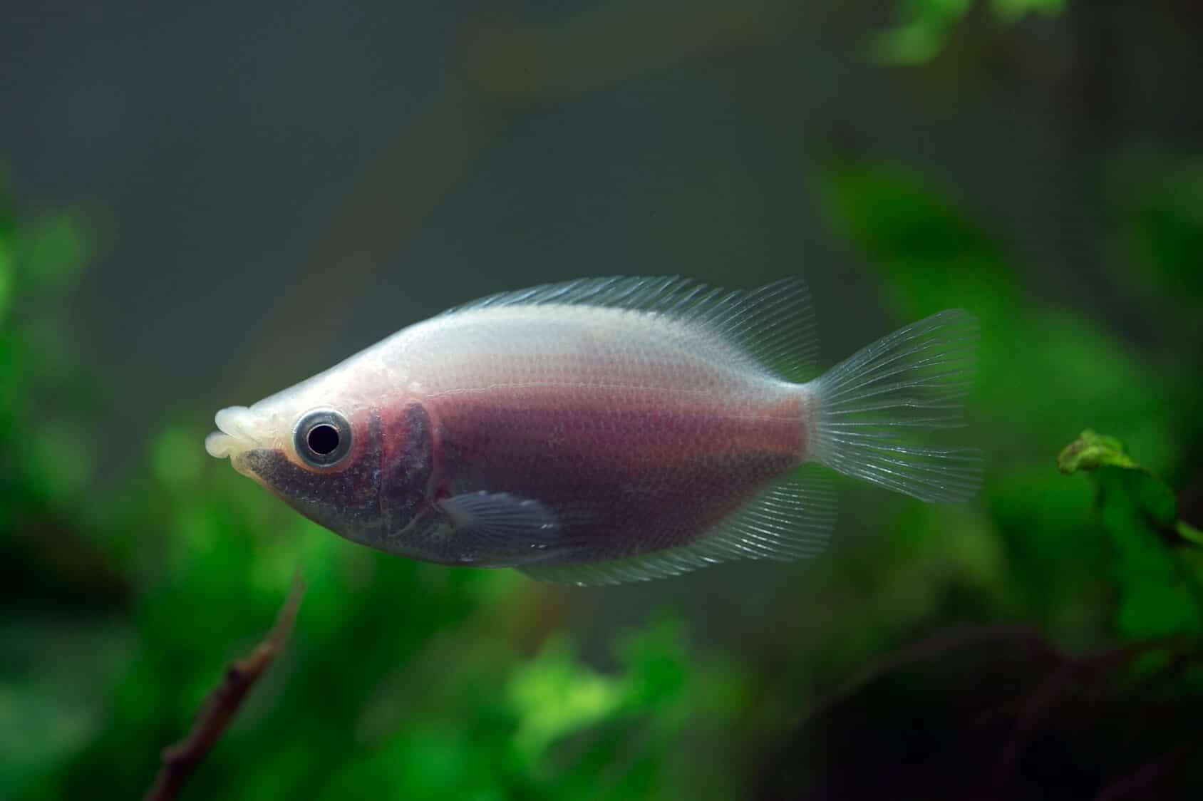 Overview kissing gourami