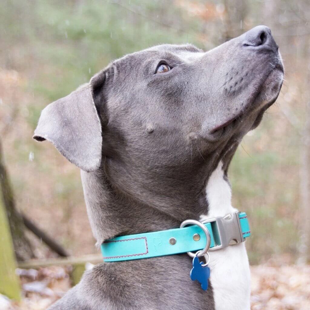 Quick Release Collar: Dog Collars