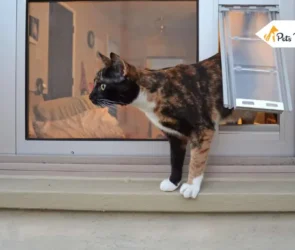 cat door for windows