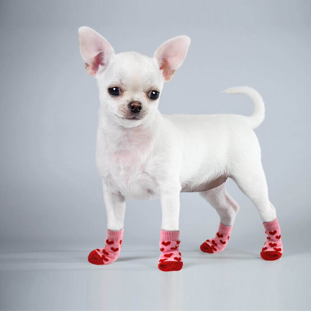 how to buy socks for dog