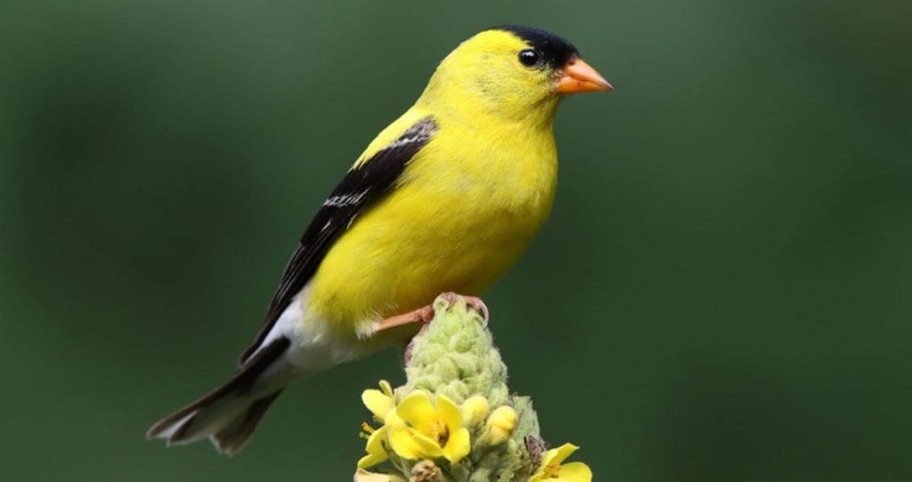 CHUCK: American Goldfinch