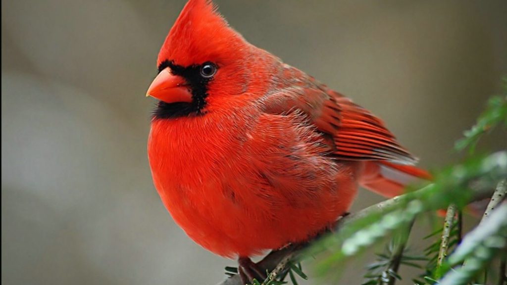  RED: Northern Cardinal
