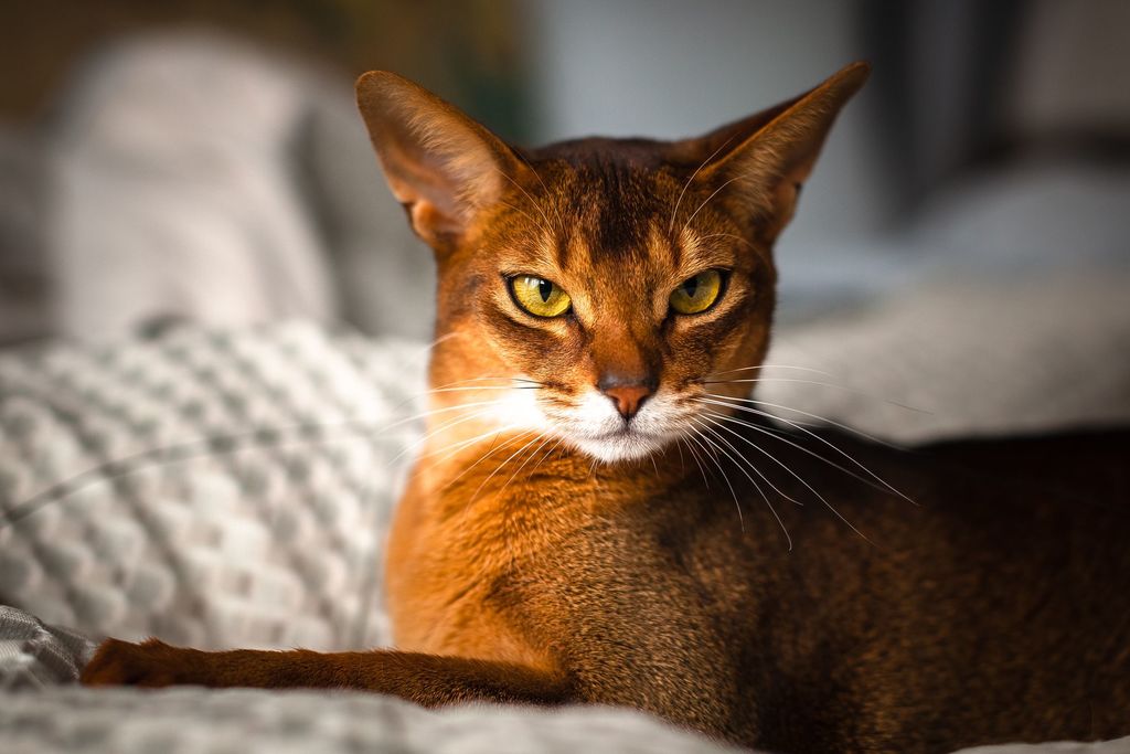 cats with big ears: Abyssinian