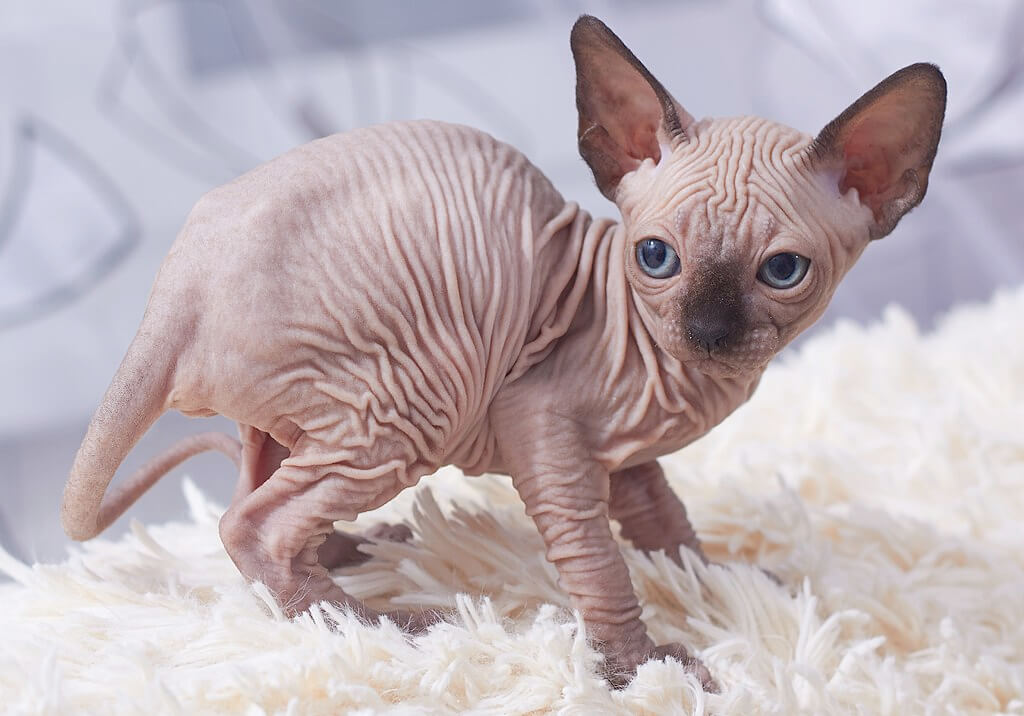 cats with big ears: Sphynx