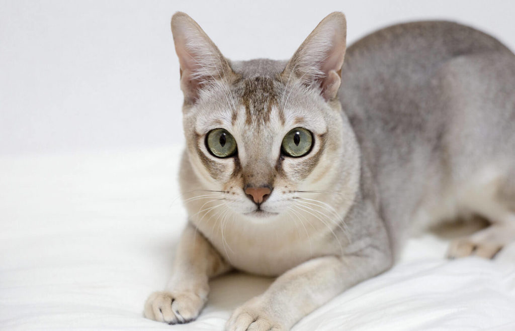cats with big ears: Singapura