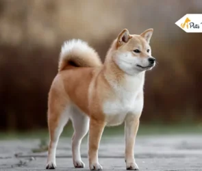 Dog Breeds That Look Like Fox