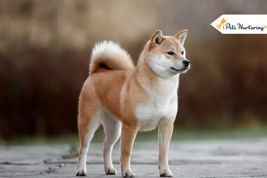 Dog Breeds That Look Like Fox
