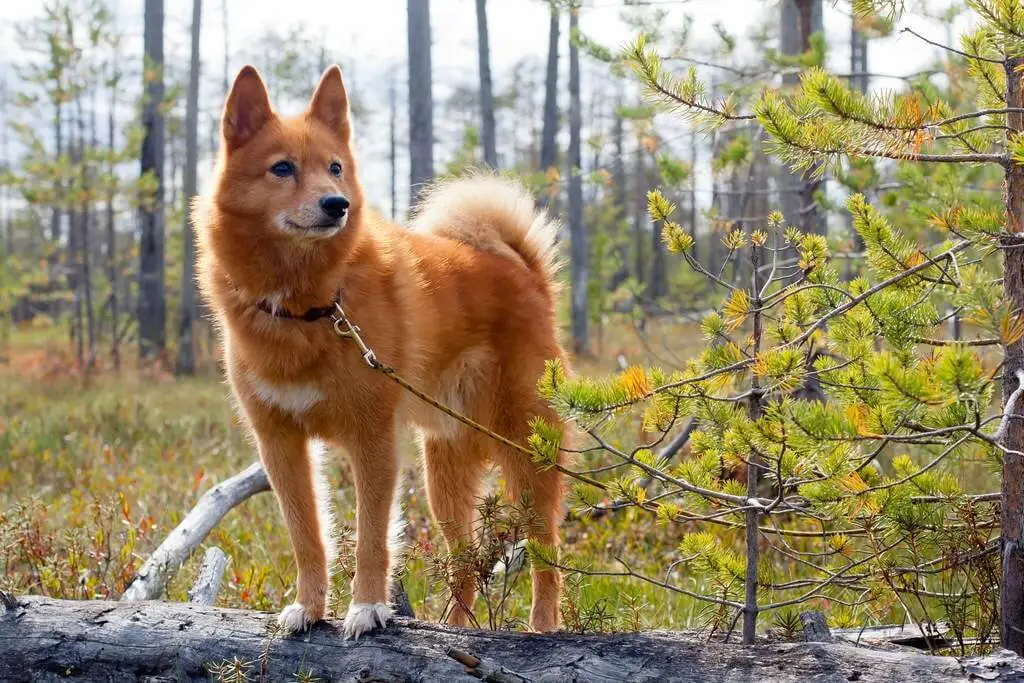 Dog Breeds That Look Like Foxes