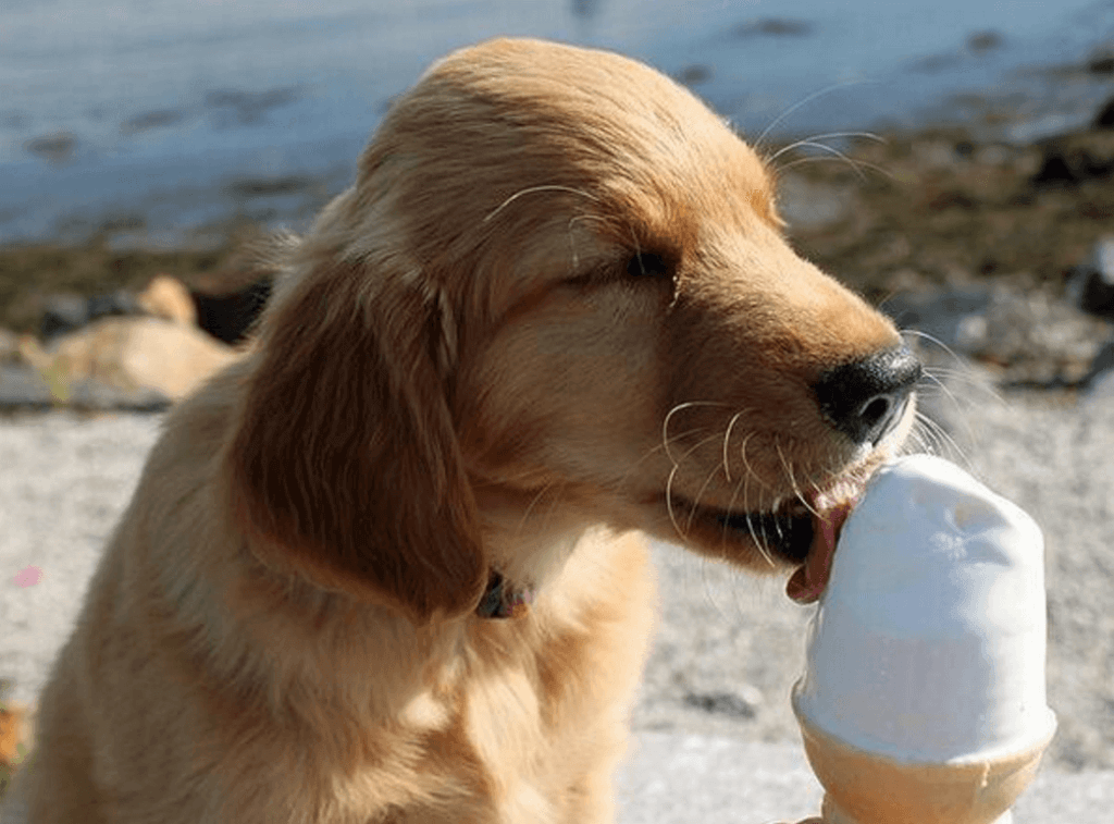 ice cream can lead to health problems for Dogs