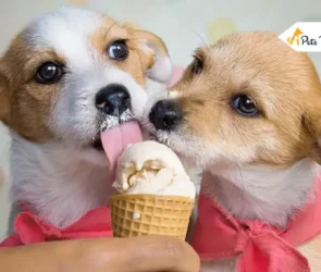 can dogs eat ice creams