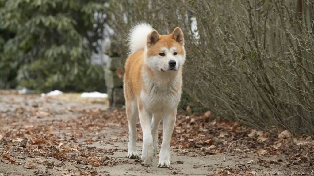 dogs that look like foxes: Akita
