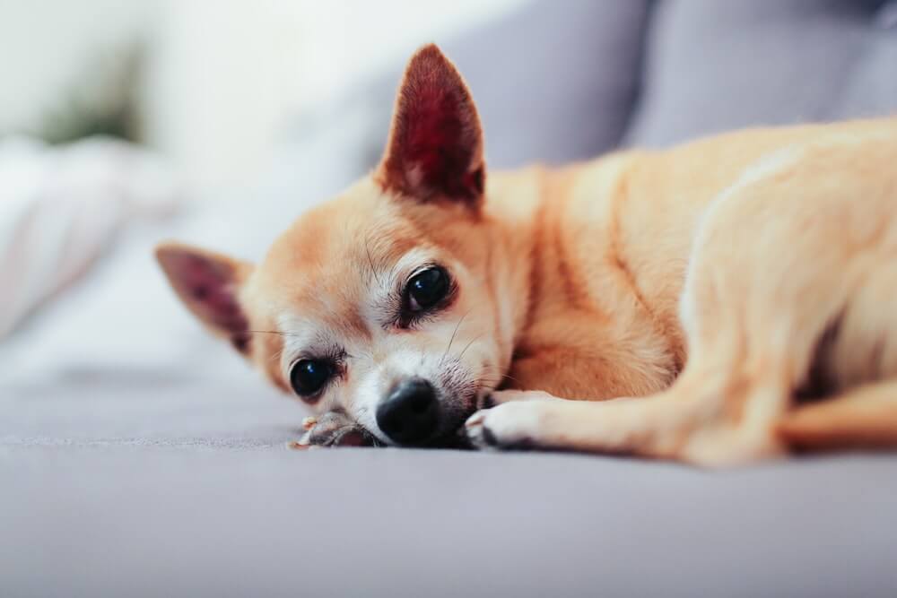 dogs that look like foxes: Chihuahua