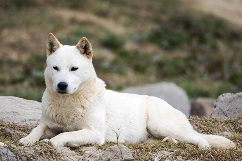 dogs that look like foxes: Korean Jindo Dogs 