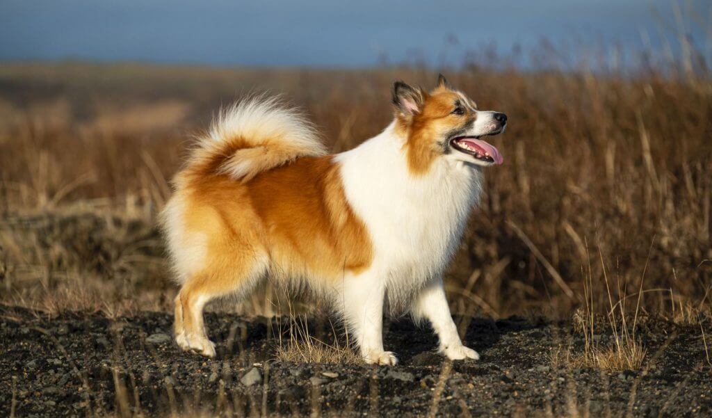 dogs that look like foxes: Icelandic Sheepdog