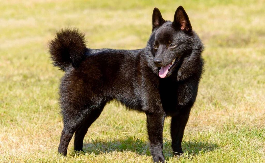 dogs that look like foxes: Schipperke