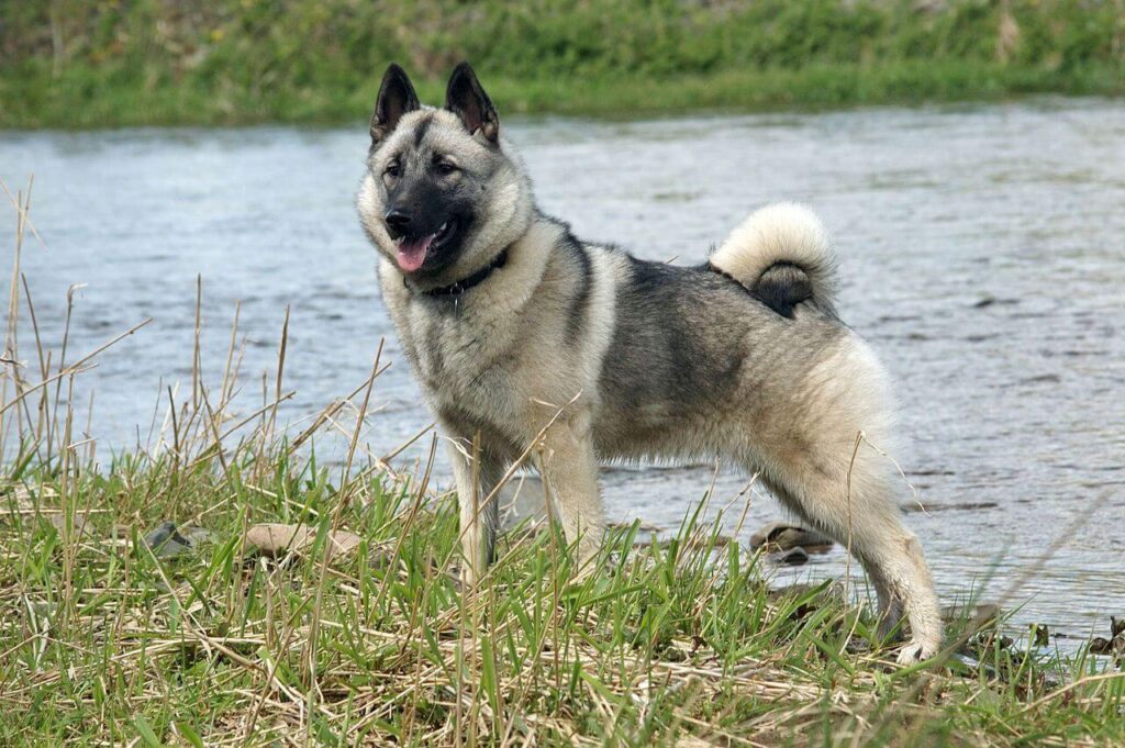 dogs that look like foxes: Norwegian Elkhound 