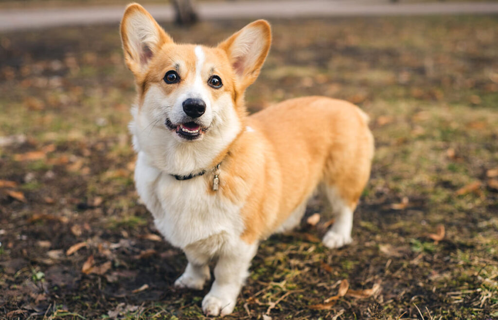 dogs that look like foxes: Welsh Corgi