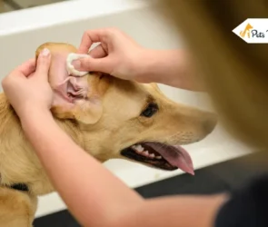 how to clean dog's ear