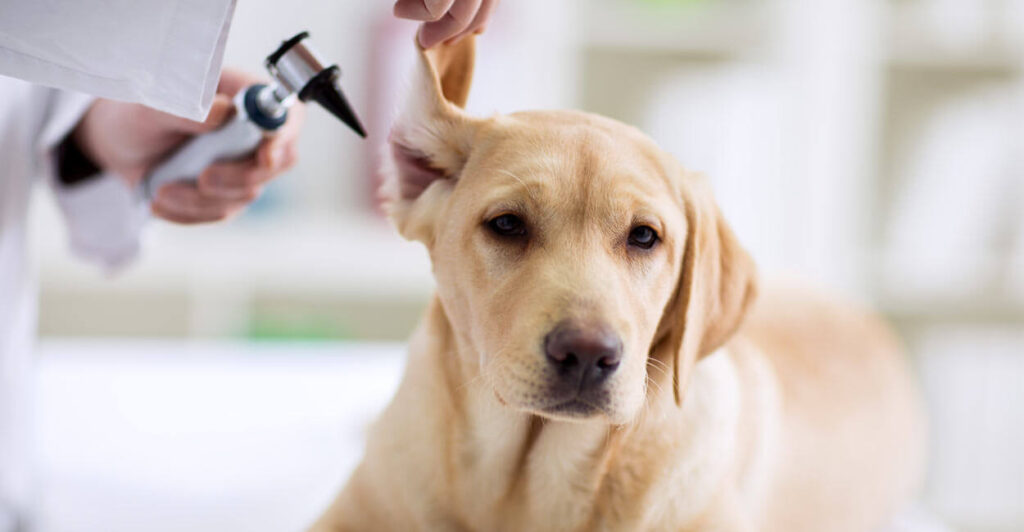 Use Ear Cleaner and Ear Drops to clean dog's ears