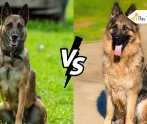 Belgian Malinois Vs German Shepherds