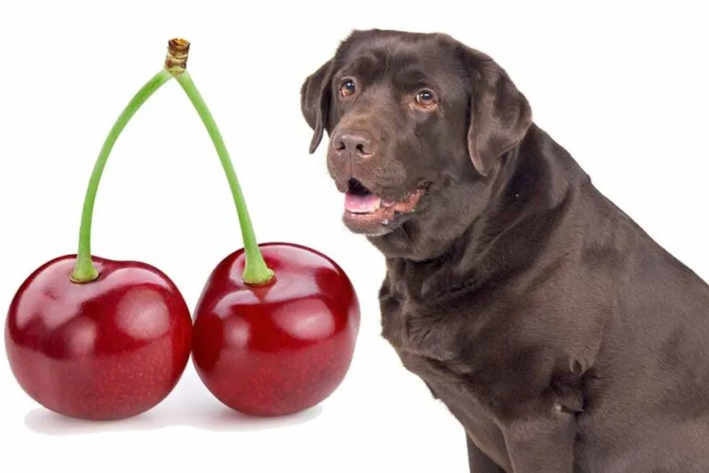 Can Dogs Eat Cherries? Is It Safe? (Answered With Alternatives) Pets