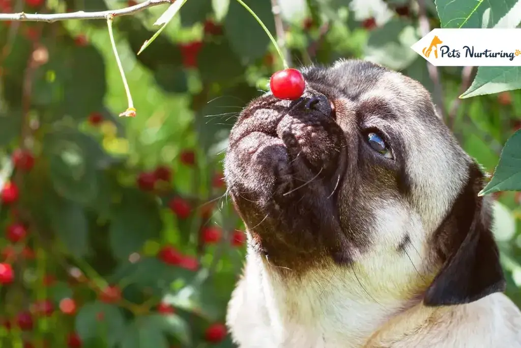 Can Dogs Eat Cherry