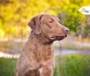 Chesapeake Bay Retrievers