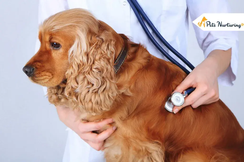 bladder cancer in dog