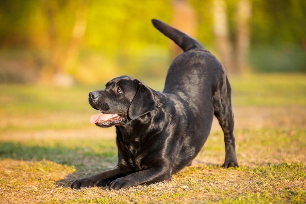 bladder cancer in dogs